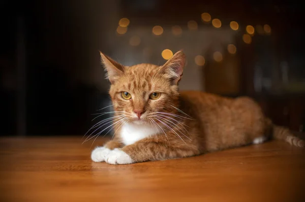 Rode Kitten Foto Een Huiselijke Sfeer — Stockfoto