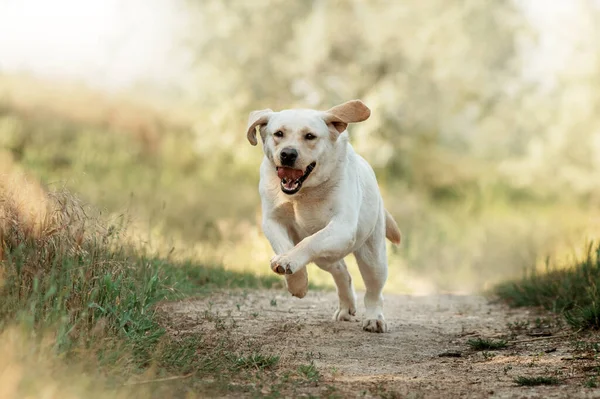 Labrador Retriever Perro Divertido Verano Paseo Hermosa Mascota Retrato Naturaleza —  Fotos de Stock