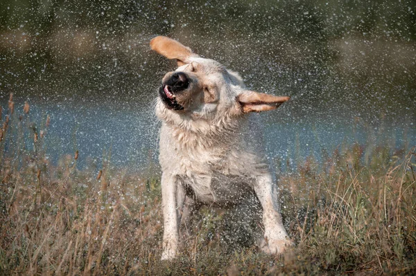 Labrador Köpeği Suyun Üzerinde Koşuyor Uçan Köpek Yaz Eğlencesi Sıçrıyor — Stok fotoğraf