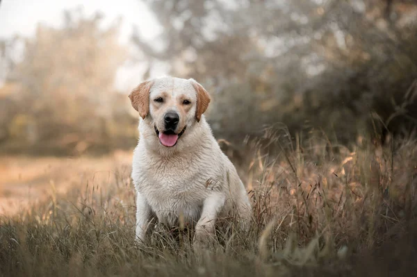 Labrador Köpeği Eğlenceli Yaz Yürüyüşü Doğada Güzel Bir Hayvan Portresi — Stok fotoğraf