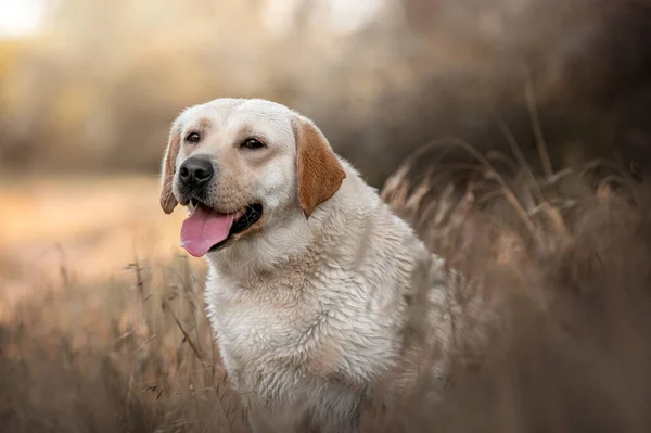 Labrador Retriever Perro Divertido Verano Paseo Hermosa Mascota Retrato Naturaleza — Foto de Stock