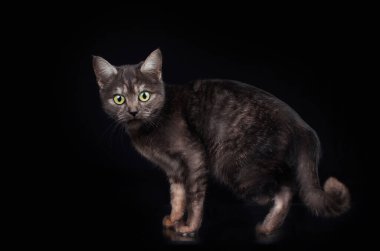 Evcil bir kedi, siyah arka planda bir evcil hayvanın inanılmaz bir portresi, anlamlı bir görünüm.