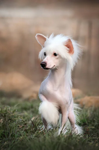 Китайская Хохлатая Собака Невероятный Портрет Питомца Выразительный Взгляд — стоковое фото
