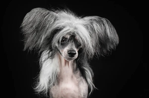 中国の紋章犬 黒い背景にペットの信じられないほどの肖像画 表現的な外観 — ストック写真