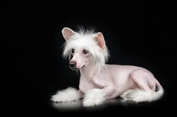 Čínský Chocholatý Pes Neuvěřitelný Portrét Domácího Mazlíčka Černém Pozadí Expresivní — Stock fotografie