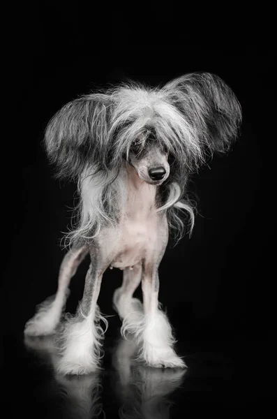 Čínský Chocholatý Pes Neuvěřitelný Portrét Domácího Mazlíčka Černém Pozadí Expresivní — Stock fotografie
