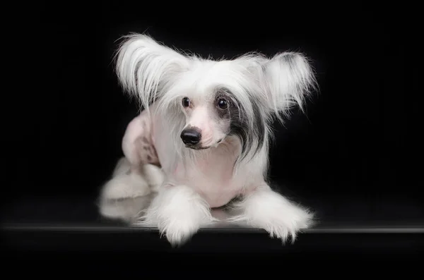 Китайская Хохлатая Собака Невероятный Портрет Домашнего Животного Черном Фоне Выразительный — стоковое фото