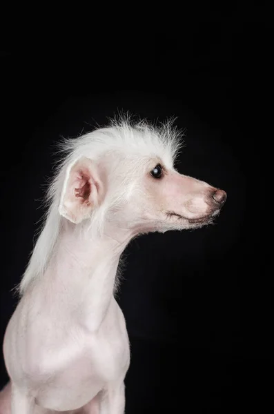 Perro Cresta Chino Increíble Retrato Una Mascota Sobre Fondo Negro — Foto de Stock