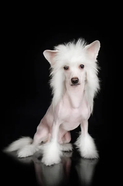 Kinesiska Crested Hund Otroligt Porträtt Ett Husdjur Svart Bakgrund Uttrycksfull — Stockfoto