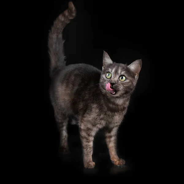 Domácí Kočka Neuvěřitelný Portrét Domácího Mazlíčka Černém Pozadí Výrazný Vzhled — Stock fotografie