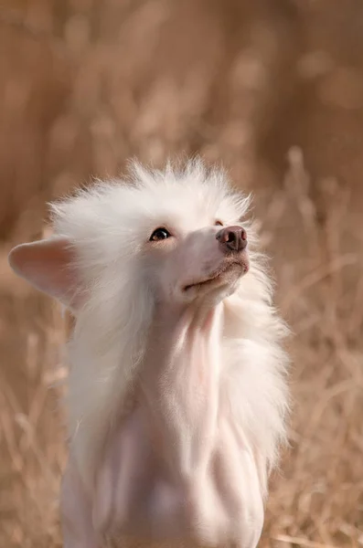 Perro Cresta Chino Increíble Retrato Una Mascota Mirada Expresiva —  Fotos de Stock