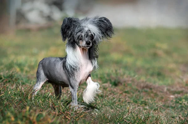 Chinese Kuif Hond Ongelooflijk Portret Van Een Huisdier Expressieve Look — Stockfoto