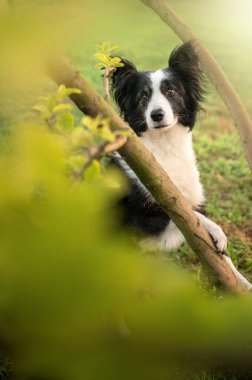 Şafak vakti bir çoban köpeğinin fotoğrafı. Sihirli güneş ışığı. Güzel bir portre.