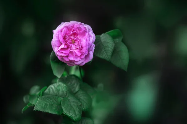 Розовый Цветок Розы Темно Зеленом Фоне — стоковое фото