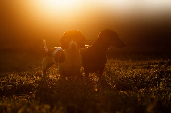 Φωτογραφία Των Σκύλων Dachshund Στην Αυγή Μαγικό Φως Του Ήλιου — Φωτογραφία Αρχείου