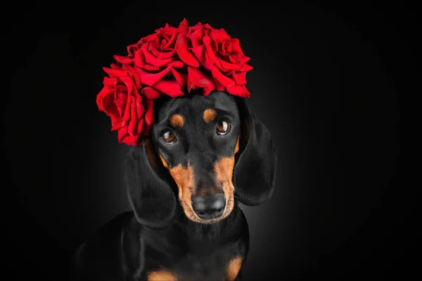 Retrato Incrivelmente Bonito Cão Dachshund Fundo Preto Com Flores Rosa — Fotografia de Stock