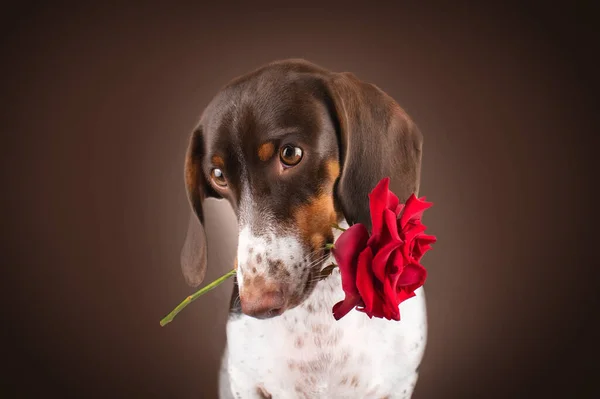 Belo Retrato Romântico Cão Dachshund Piebald Fundo Marrom Com Uma — Fotografia de Stock