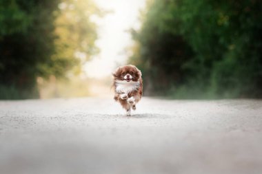 Neşeli bir chihuahua köpeği sokakta koşar.