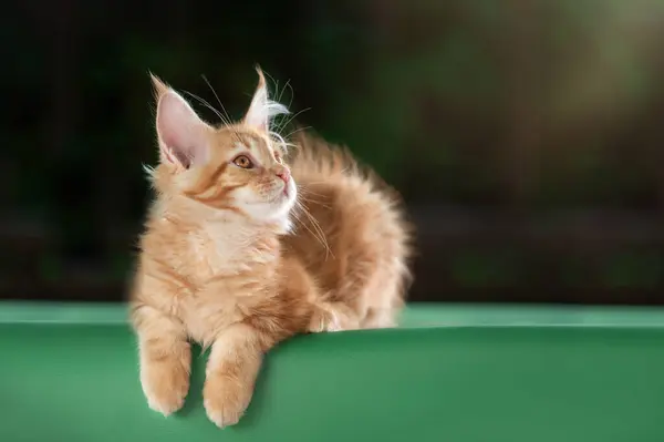 Roztomilé Fotky Domácích Mazlíčků Zeleném Pozadí Zázvor Maine Coon Koťata — Stock fotografie