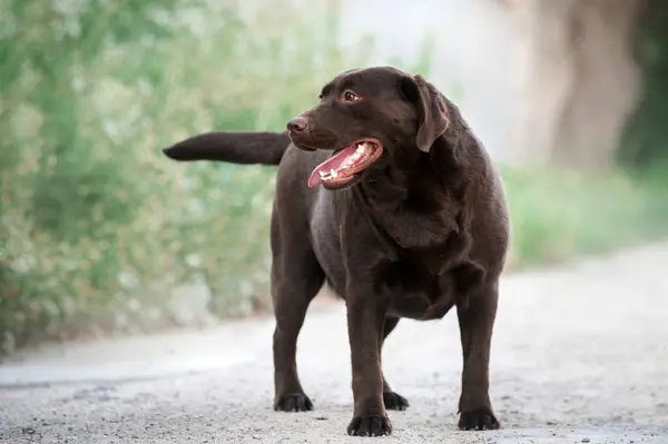 Vacker Choklad Labrador Retriever Hund Porträtt Stående Naturen — Stockfoto
