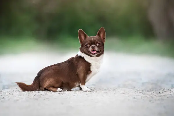 Vrolijk Chihuahua Hond Loopt Straat — Stockfoto