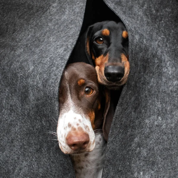 Lustiges Hundeporträt Zwei Dackel Schauen Aus Dem Versteck — Stockfoto