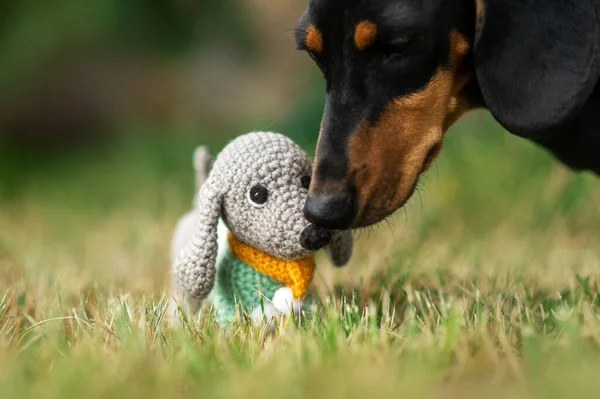 Schattige Foto Van Het Avontuur Van Een Speelgoed Teckel Hond — Stockfoto
