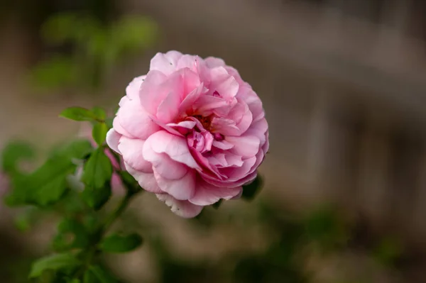植物の花の庭の写真に美しい花 秋の花 — ストック写真