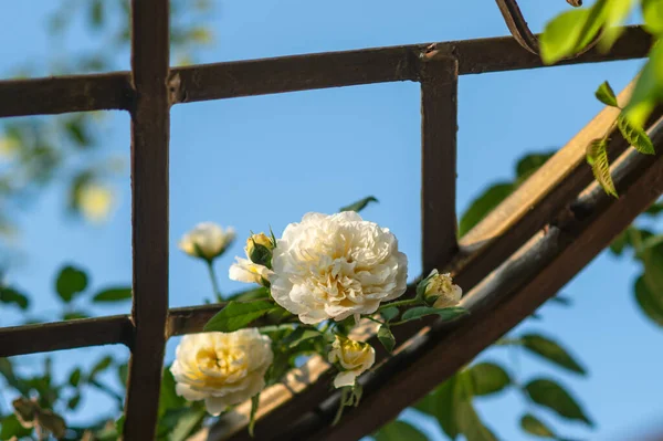 Gyönyörű Virágok Kertben Fotó Növények Ősz Virágzás — Stock Fotó