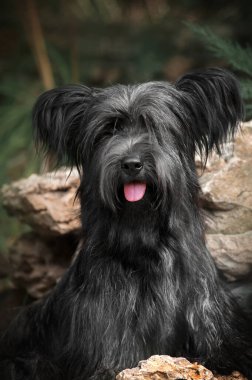 Suyun yakınındaki bir taşın üzerinde bir teriyer köpeğinin güzel portresi