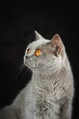 Stüdyoda siyah arka planda bir kedinin güzel portresi.