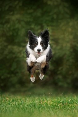 Sınır çoban köpeği havada zıplıyor Köpeklerin havalı fotoğrafları