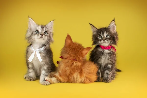 Maine Coon Koťata Krásné Fotky Koček Studiu Jasně Žlutém Pozadí — Stock fotografie