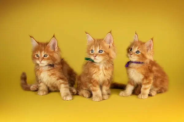 Maine Rakun Stüdyoda Parlak Sarı Arka Planda Kedilerin Güzel Bir — Stok fotoğraf