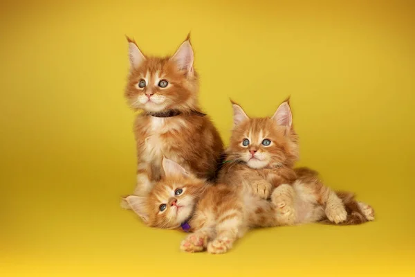 Maine Coon Koťata Krásné Fotky Koček Studiu Jasně Žlutém Pozadí — Stock fotografie