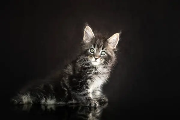 Maine Coon Koťata Krásné Fotky Koček Studiu Černém Pozadí — Stock fotografie