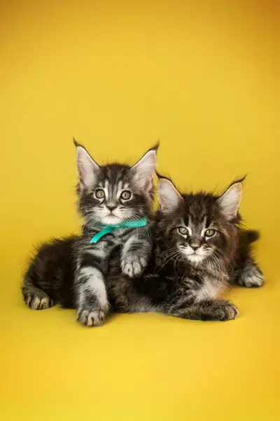 Maine Coon Gatitos Hermosa Foto Gatos Estudio Brillante Amarillo Fondo —  Fotos de Stock