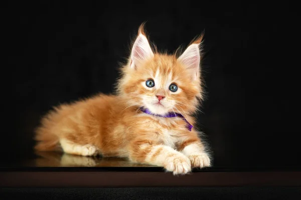Maine Coon Koťata Krásné Fotky Koček Studiu Černém Pozadí — Stock fotografie