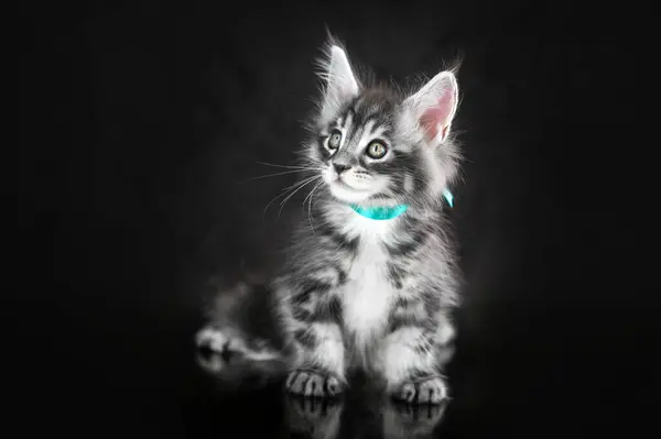 Maine Coon Kocięta Piękne Zdjęcia Kotów Studio Czarnym Tle — Zdjęcie stockowe