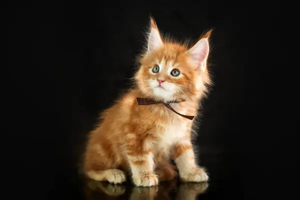 Maine Coon Kätzchen Schöne Fotos Von Katzen Studio Auf Schwarzem — Stockfoto