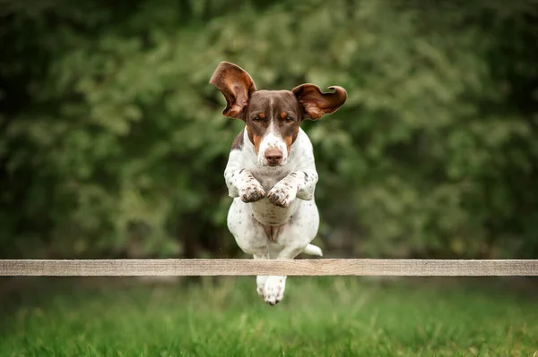 Piebald Teckel Hond Sprong Lucht Koele Foto Van Honden — Stockfoto