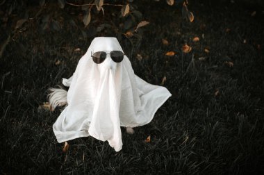 Sınır çoban köpeği şirin komik cadılar bayramı evcil hayalet köpek