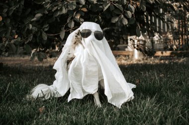 Sınır çoban köpeği şirin komik cadılar bayramı evcil hayalet köpek