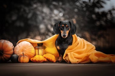 Cadılar bayramı için sevimli, komik, sıcak sonbahar evcil hayvan fotoğrafı.
