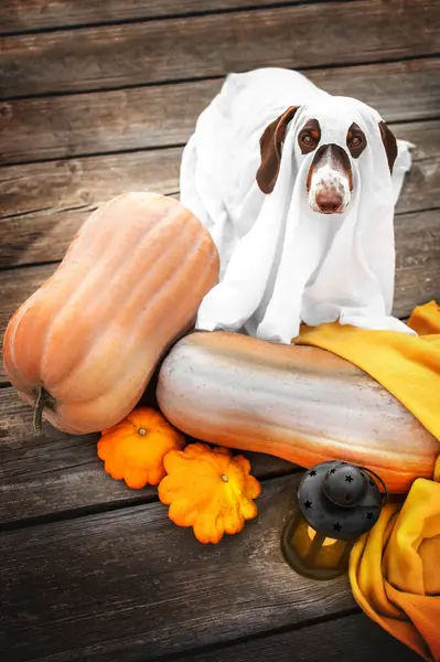 dachshund cute funny pet photo halloween ghost dog