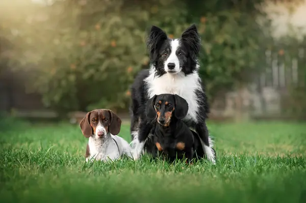 cute portrait of three dogs on the lawn friendship of different breeds border collie and dachshund beautiful look