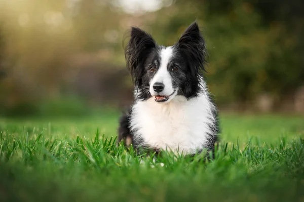 Gräns Collie Hund Promenad Grön Gräsmatta Underbara Porträtt Senior Pet — Stockfoto