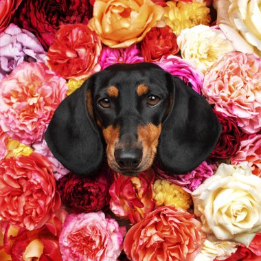 Stüdyoda bir köpeğin güzel sanatsal bir fotoğrafı, çiçekli bir dachshund portresi.