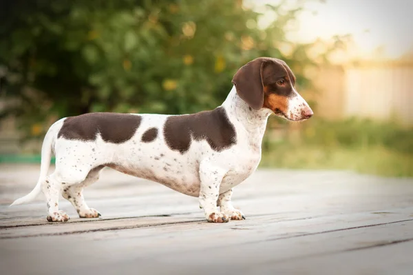 Flintskallig Tax Hund Står Sidled Naturlig Bakgrund — Stockfoto