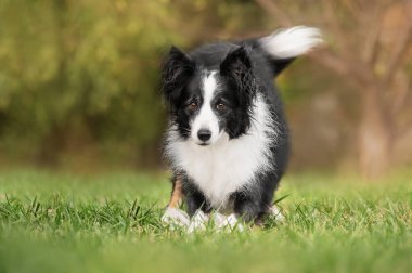Sınır çoban köpeği. Doğal bir arka planda neşeli bir evcil hayvanın güzel fotoğrafı.